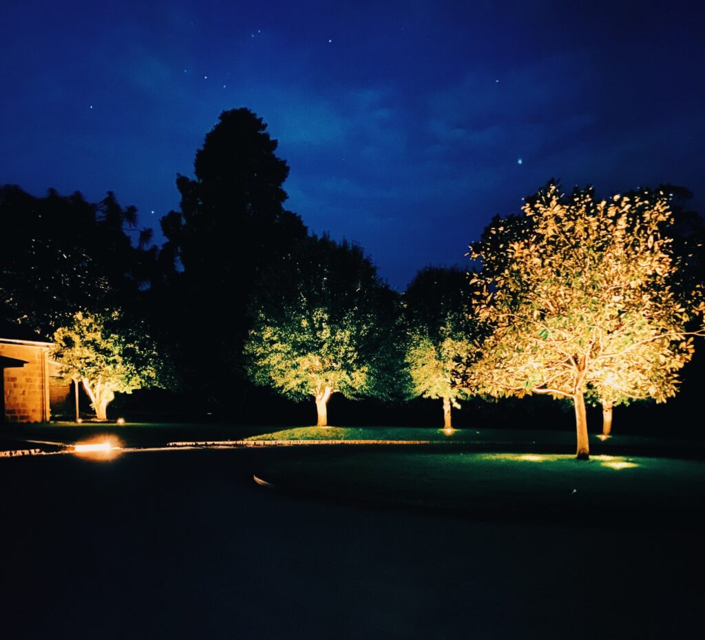 lights under trees at night