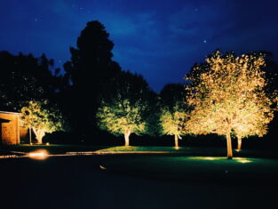 lights under trees at night