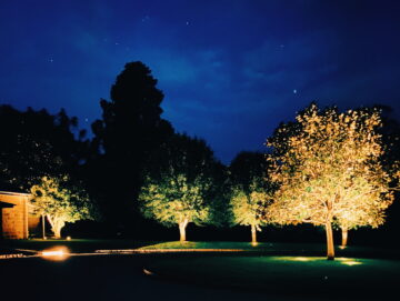 lights under trees at night